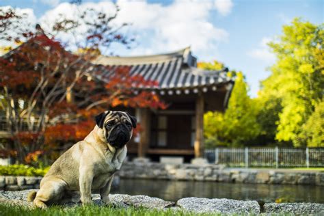 where in china are pugs from